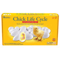 CHICK LIFE CYCLE EXPLORATION SET