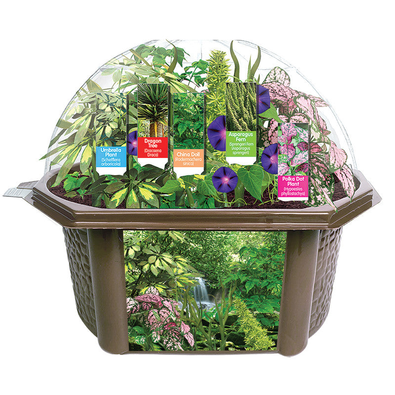 RAINFOREST BIOSPHERE