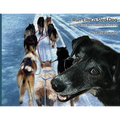 Run Like a Sled Dog: Another Black Bear Sled Dog Adventure