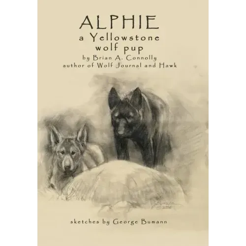 Alphie, a Yellowstone Wolf Pup